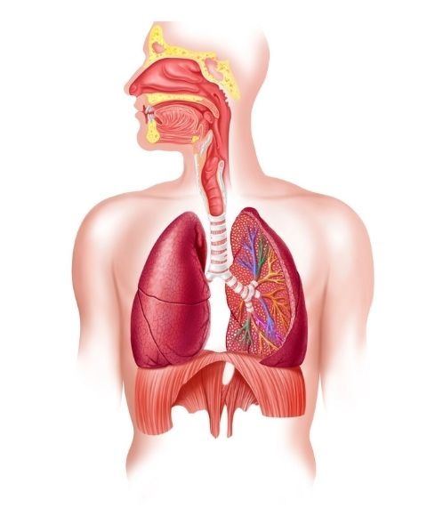 układ oddechowy, pulmonolog